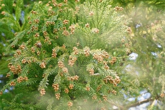 スギ花粉によるアレルギー性鼻炎｜盛岡市で耳鼻科をお探しの方は、ちば耳鼻咽喉科クリニック