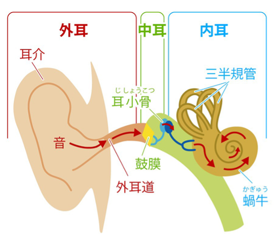 外耳炎｜耳の炎症はちば耳鼻咽喉科クリニック
